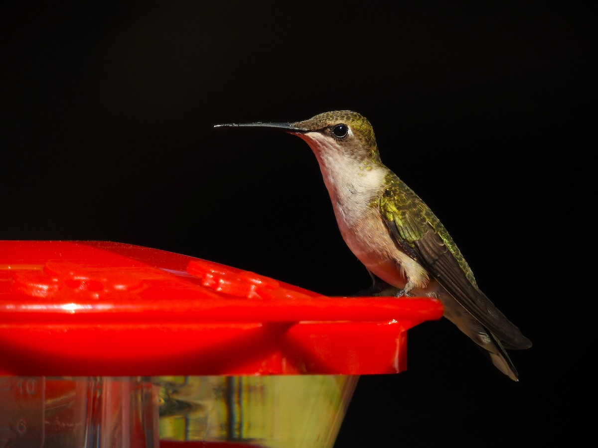 Ruby-throated Hummingbird - ML609508495