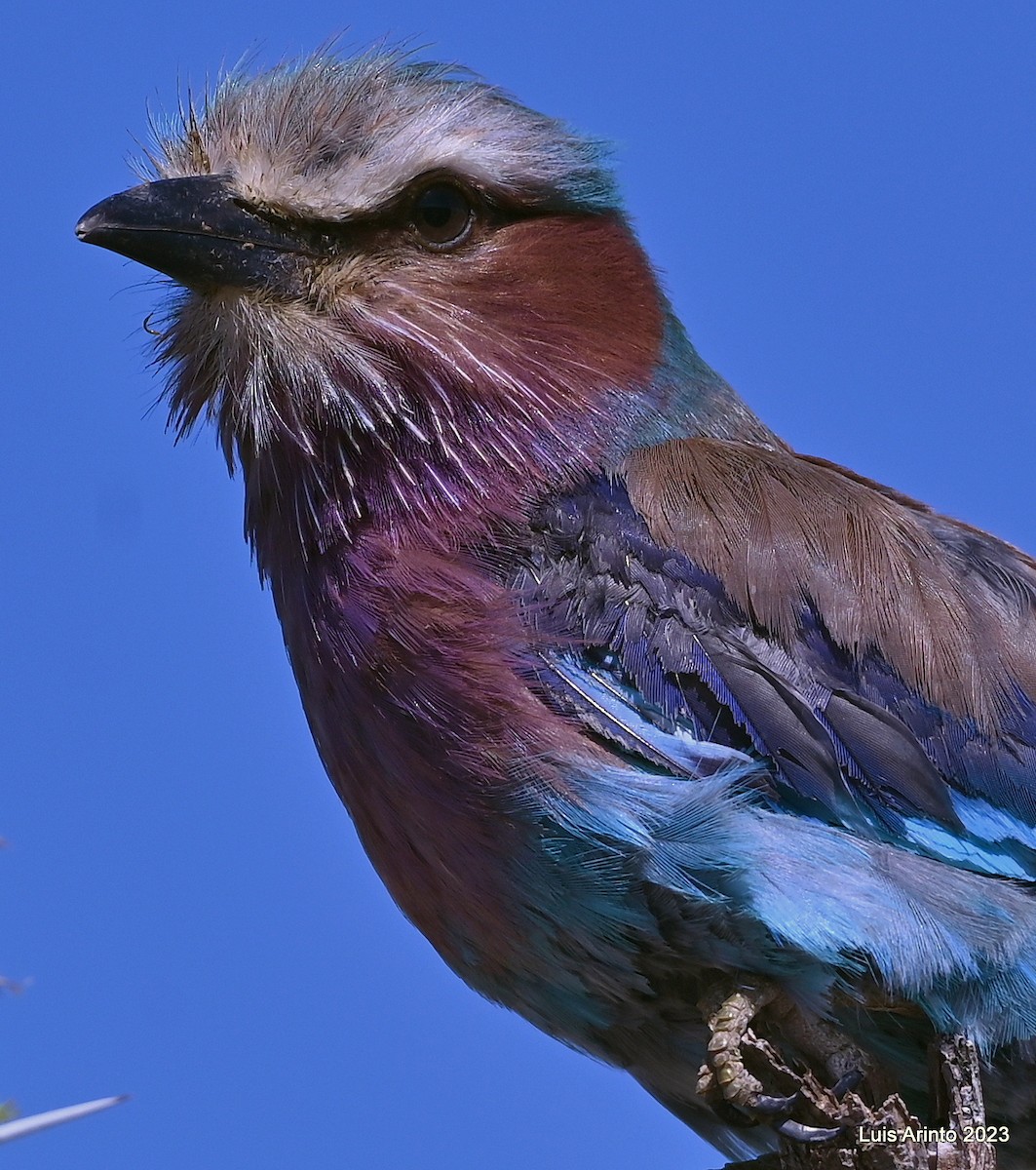 Lilac-breasted Roller - ML609508499
