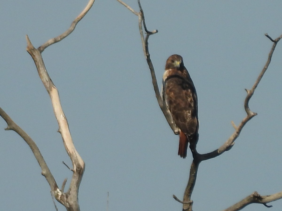Red-tailed Hawk - ML609508746