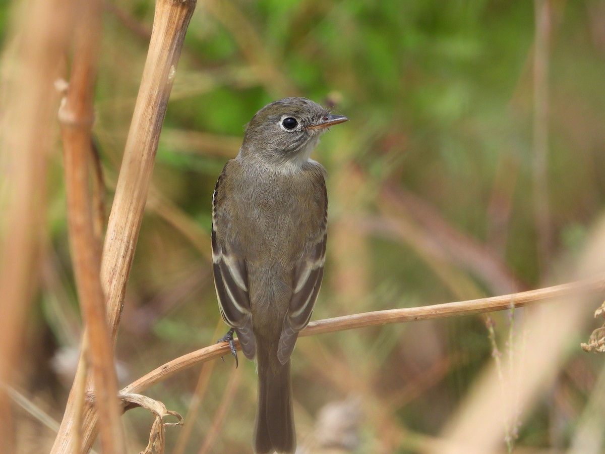 Empidonax sp. - ML609509173