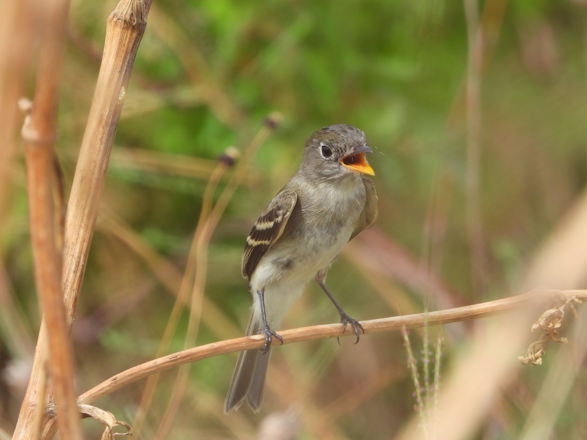 Empidonax sp. - ML609509175