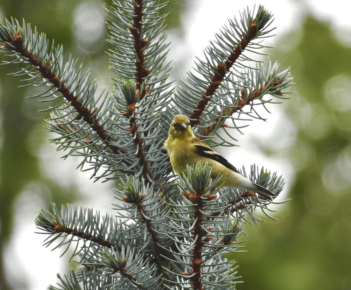 American Goldfinch - Nui Moreland