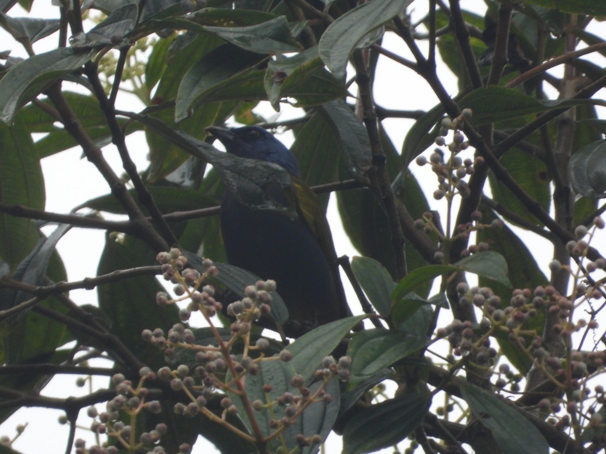 Blue-capped Tanager - ML609509462