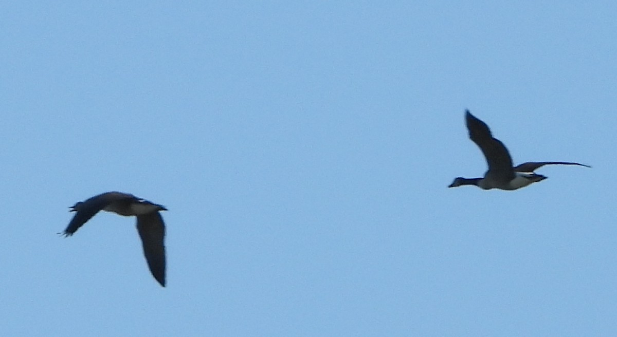 eBird Checklist 2 Oct 2023 Rochester WTP (CLOSED ON WEEKENDS