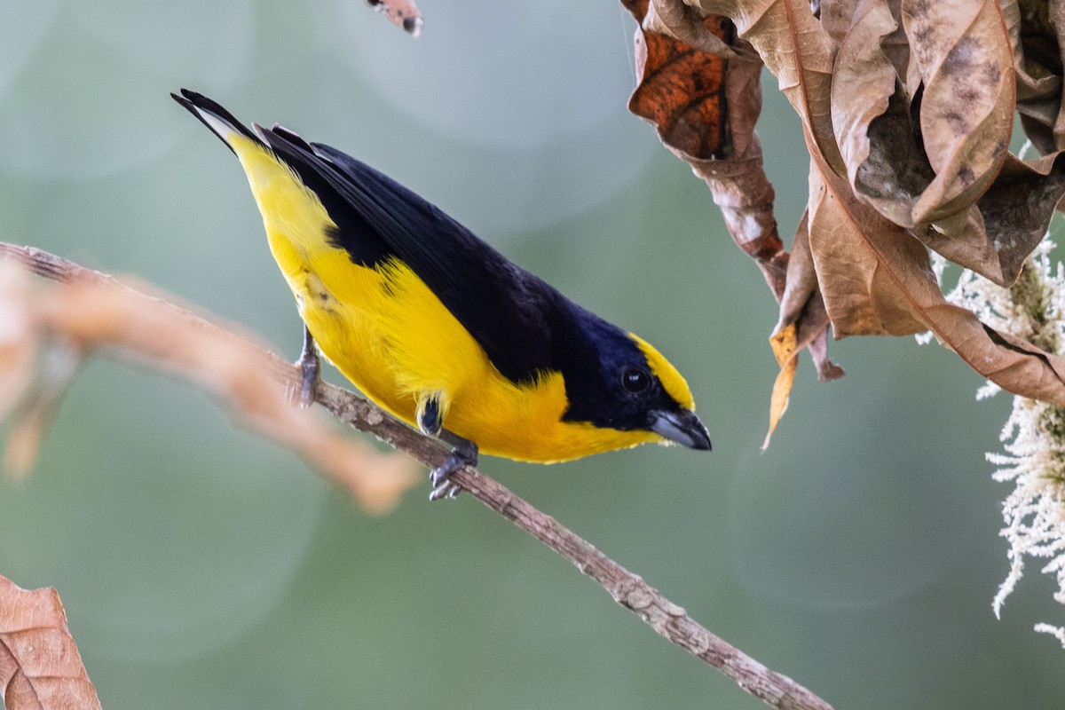 Thick-billed Euphonia (Black-tailed) - ML609509816