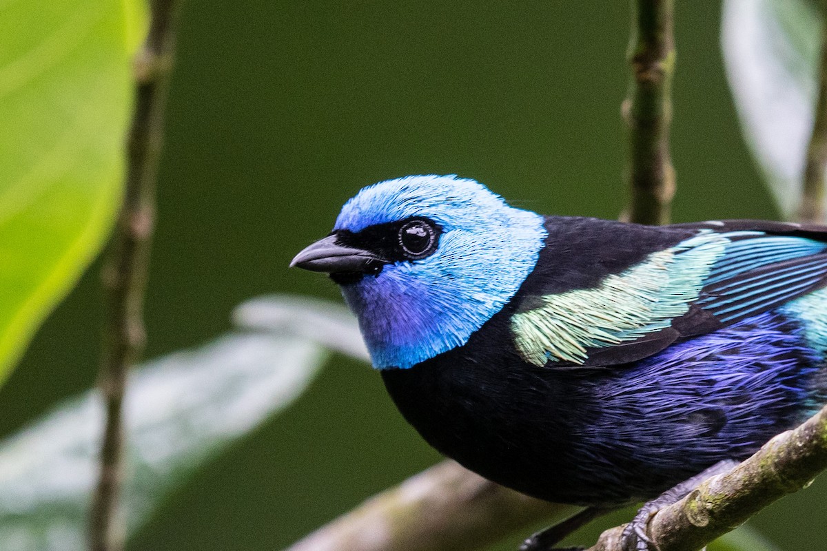 Blue-necked Tanager - ML609509838