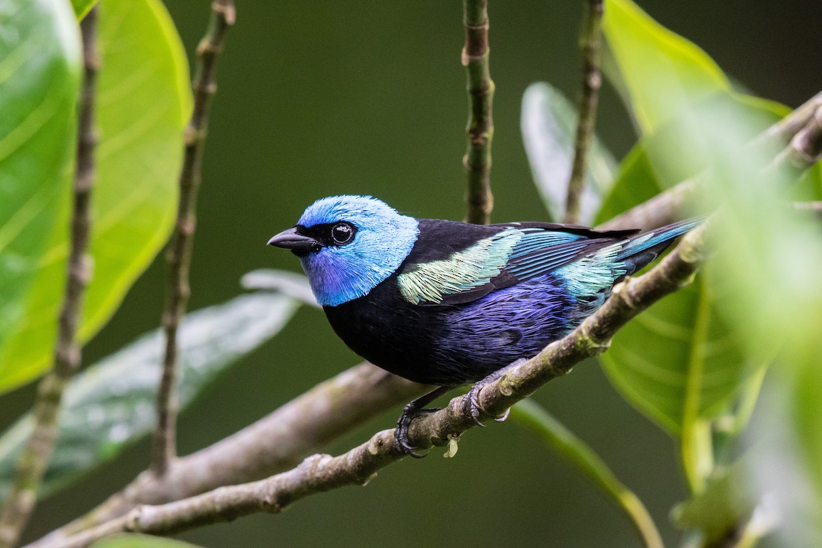 Blue-necked Tanager - ML609509840