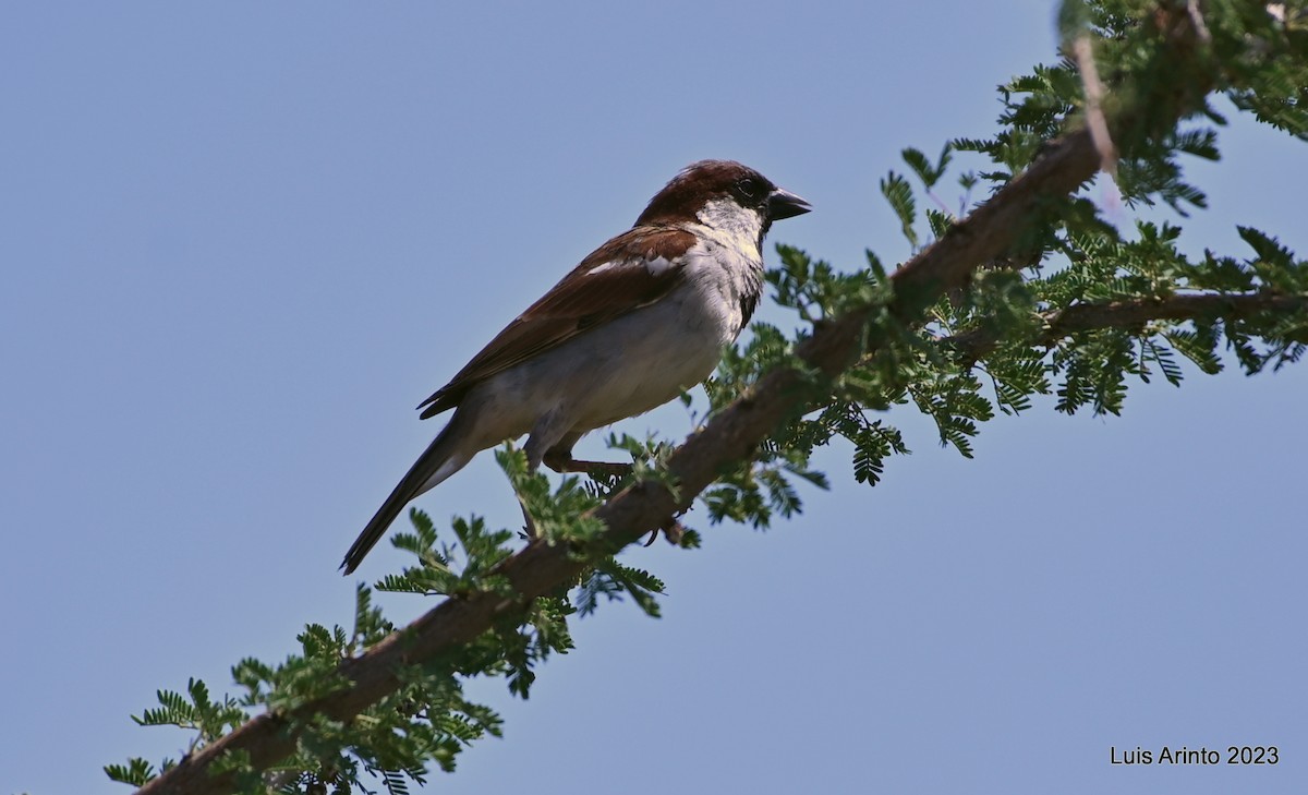 Somali Sparrow - ML609509942