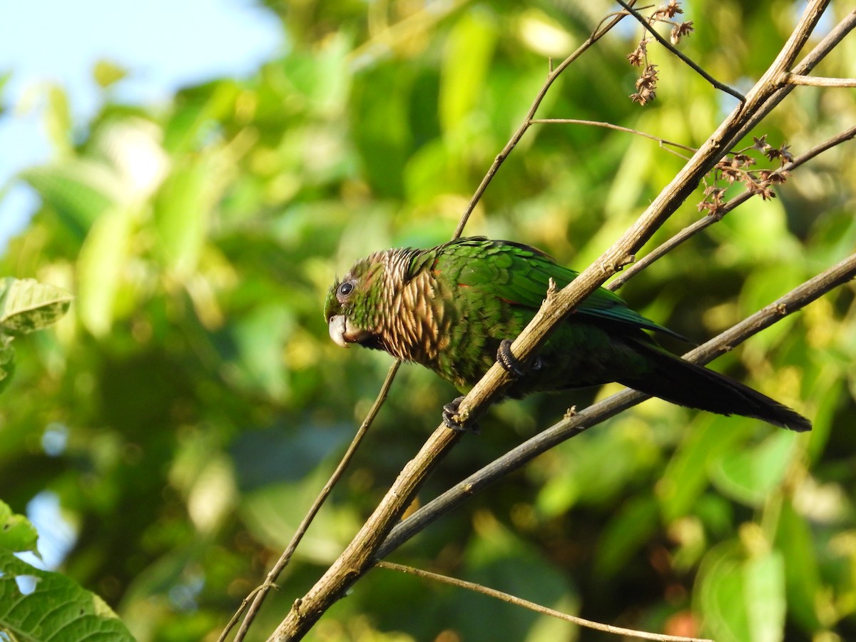 Maroon-tailed Parakeet (Choco) - ML609509997