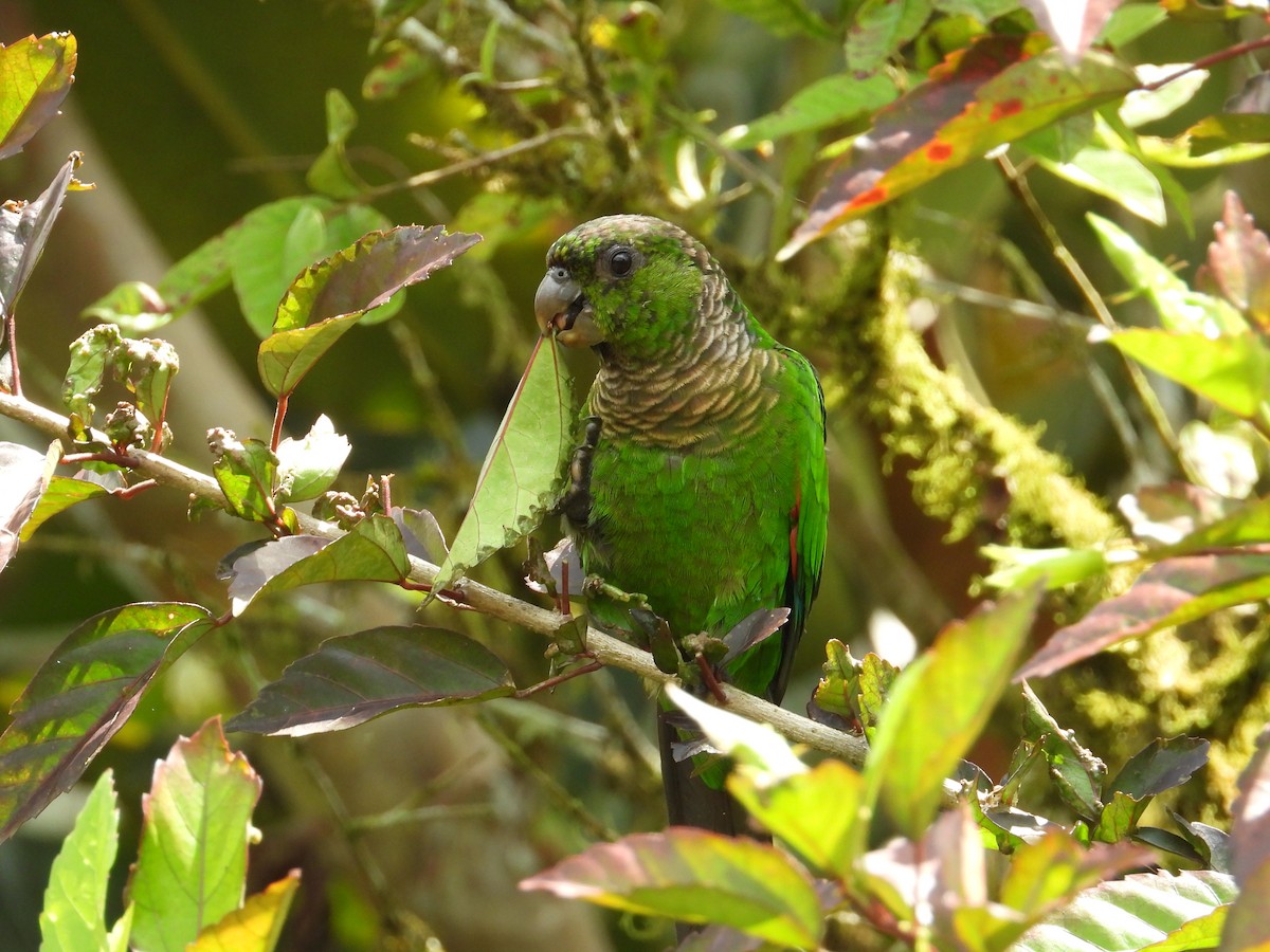 Maroon-tailed Parakeet (Choco) - ML609510004