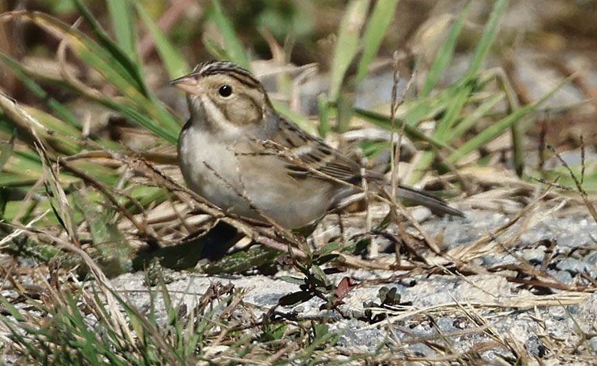 Clay-colored Sparrow - ML609510051