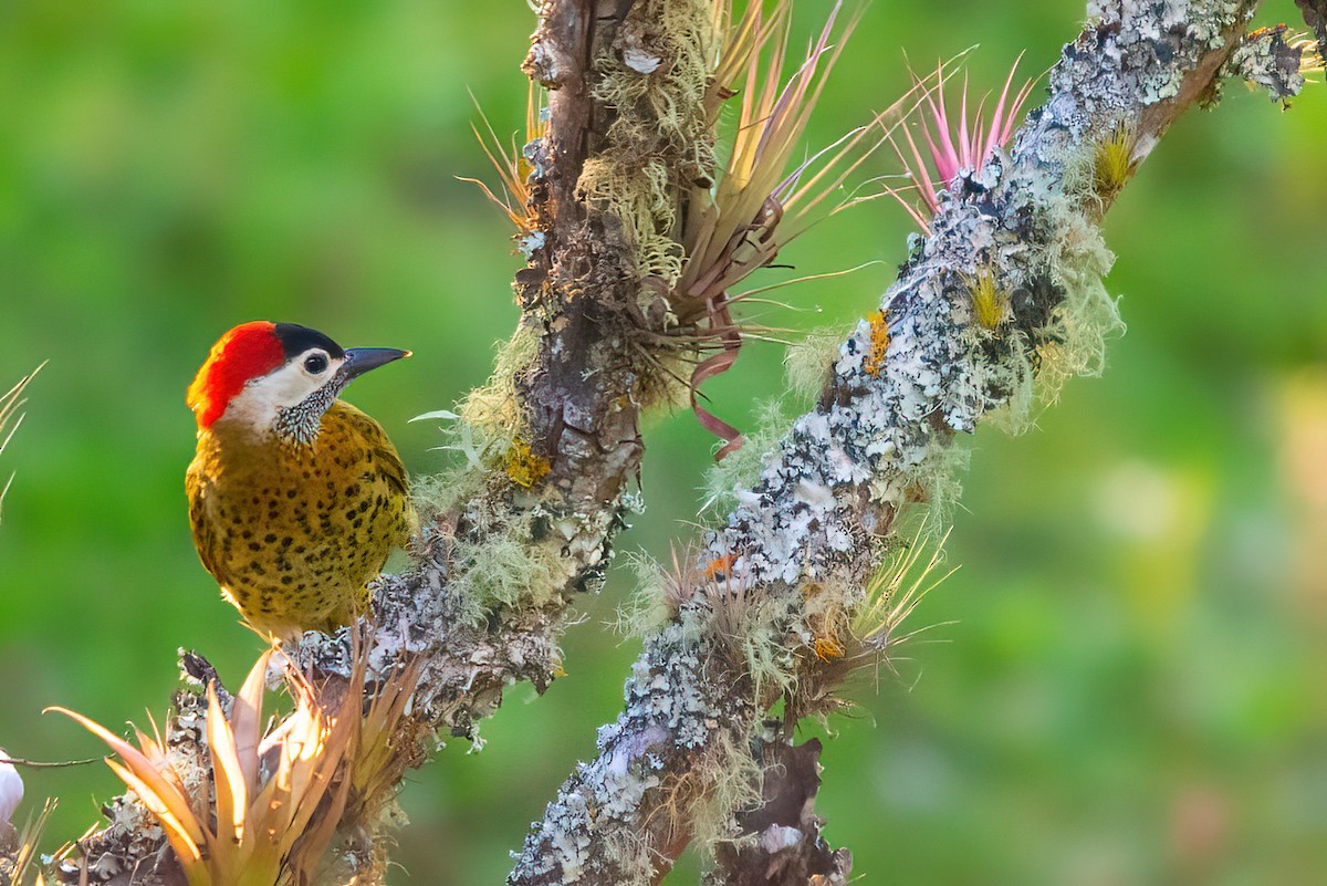 Spot-breasted Woodpecker - ML609510153