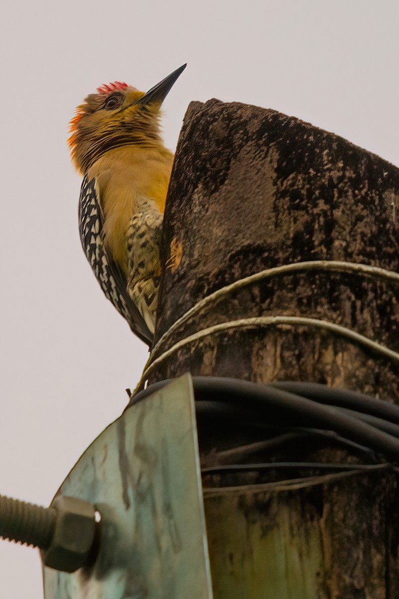 Red-crowned Woodpecker - ML609510196