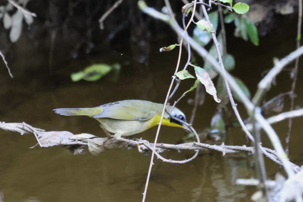 Common Yellowthroat - ML609510297
