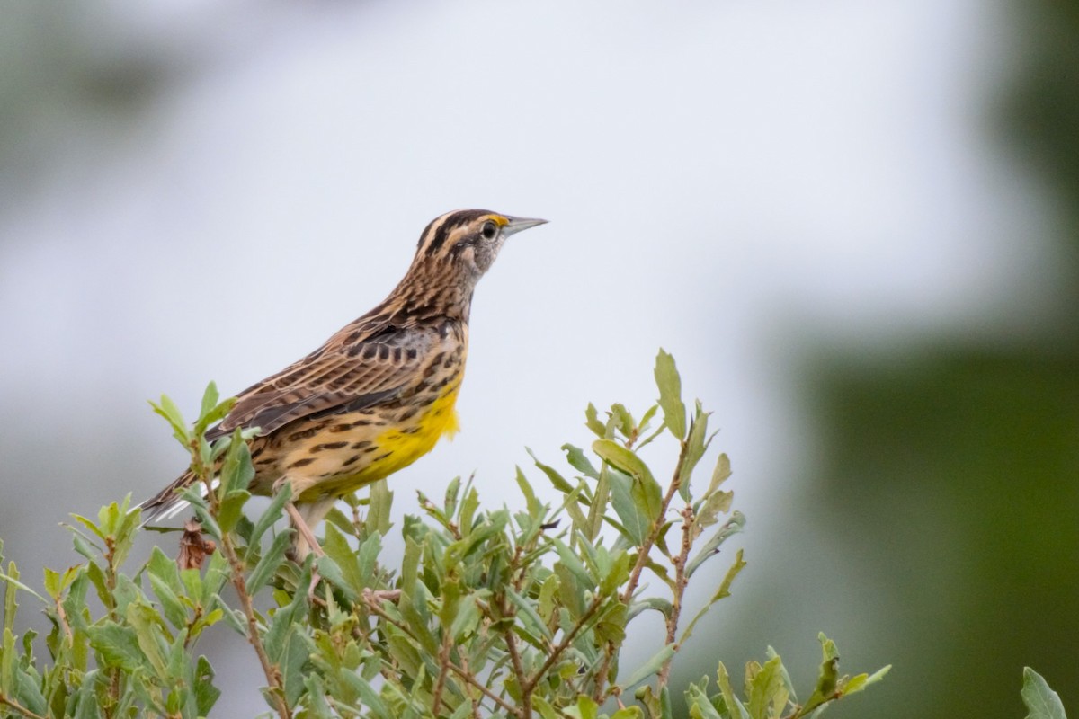 Eastern Meadowlark - ML609510299