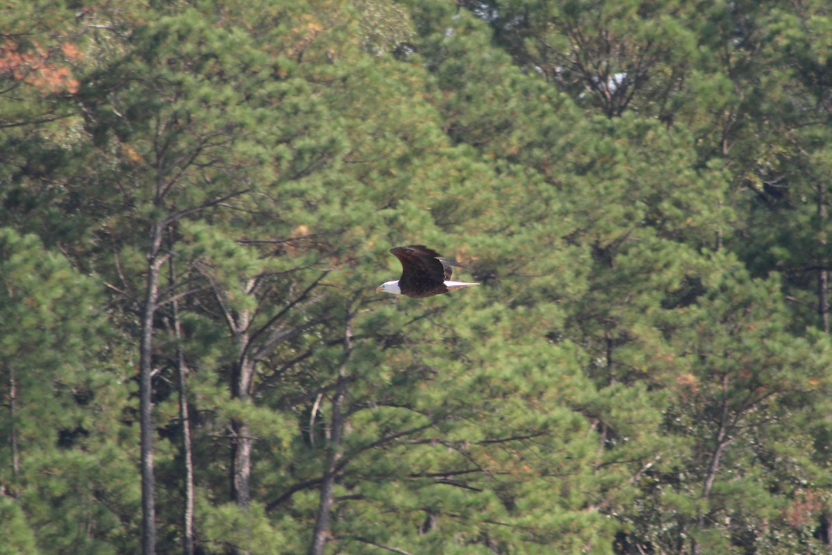 Bald Eagle - ML609510307