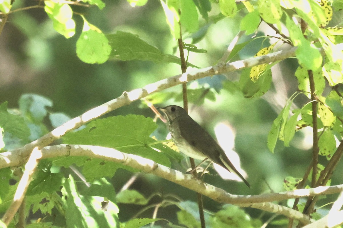 Gray-cheeked Thrush - ML609510309