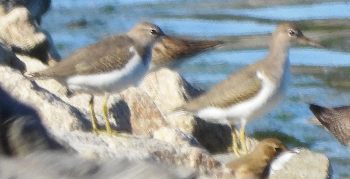 Spotted Sandpiper - ML609510310