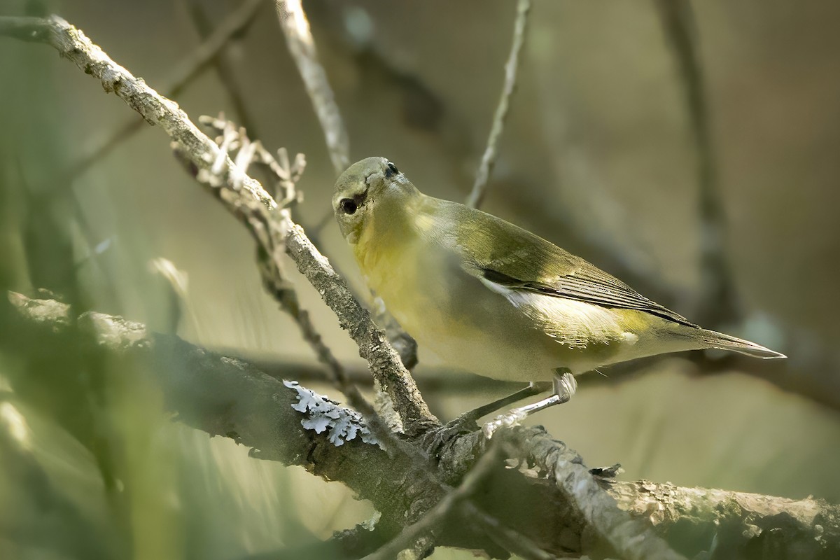 Tennessee Warbler - ML609510314