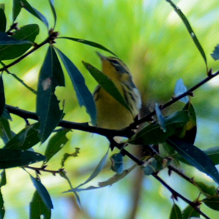 Prairie Warbler - ML609510317