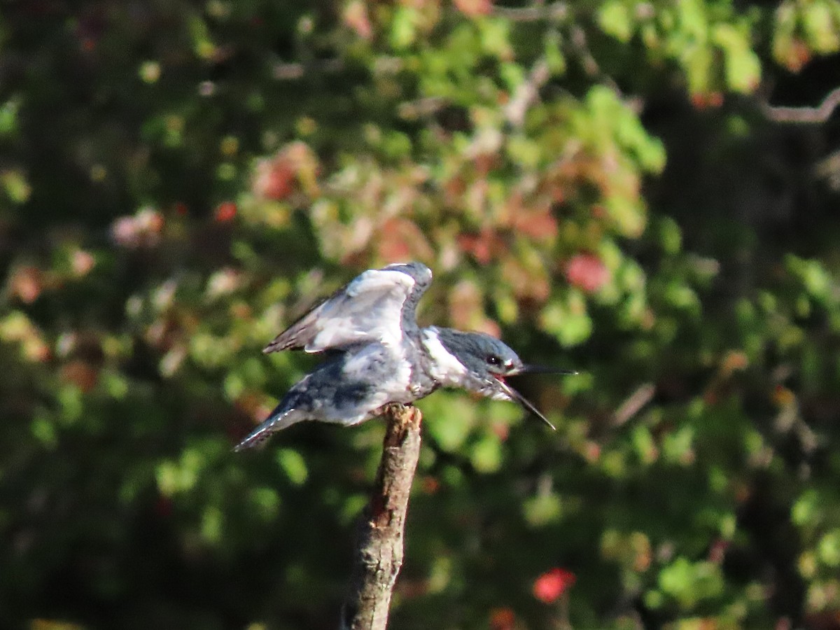 Belted Kingfisher - ML609510322