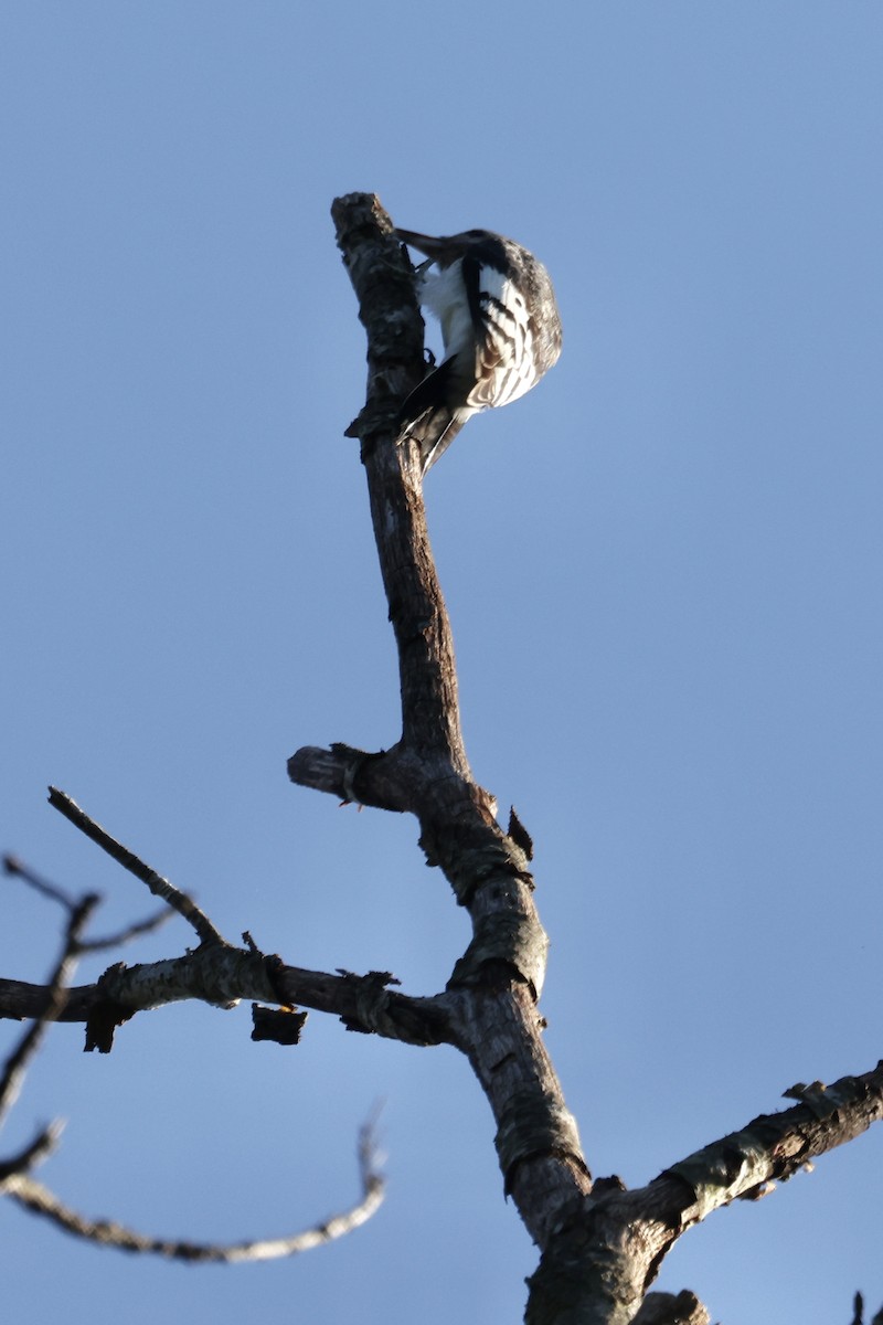 Red-headed Woodpecker - ML609510326