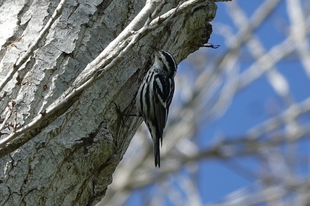 Black-and-white Warbler - ML609510398