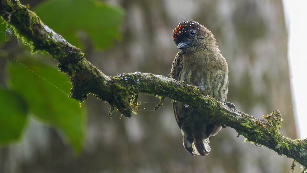 Olivaceous Piculet - ML609510678