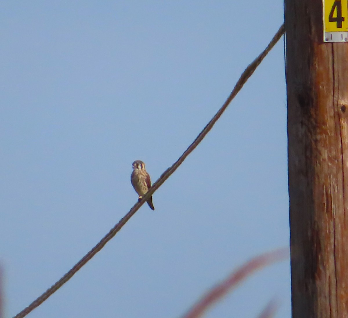 American Kestrel - ML609510986