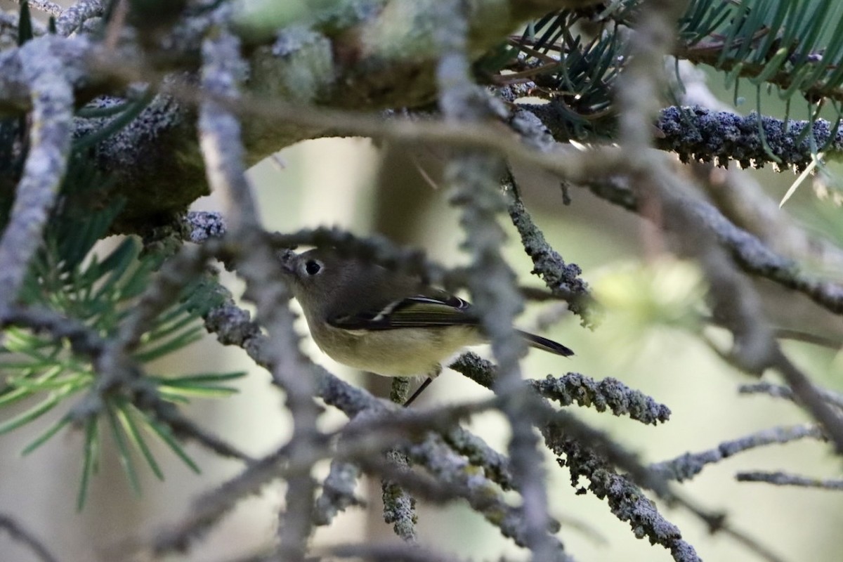 Ruby-crowned Kinglet - ML609511045
