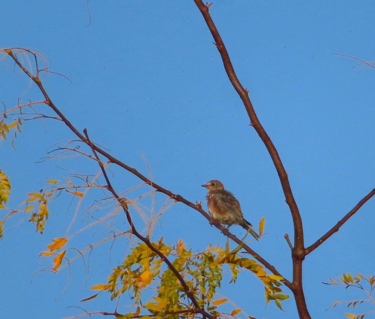 Eastern Bluebird - ML609511085