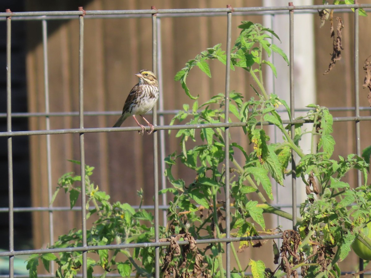 Savannah Sparrow - ML609511106