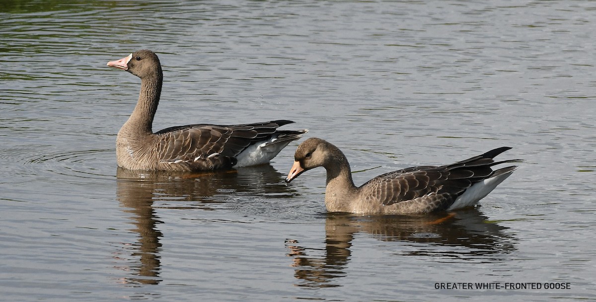 Greater White-fronted Goose - ML609511158