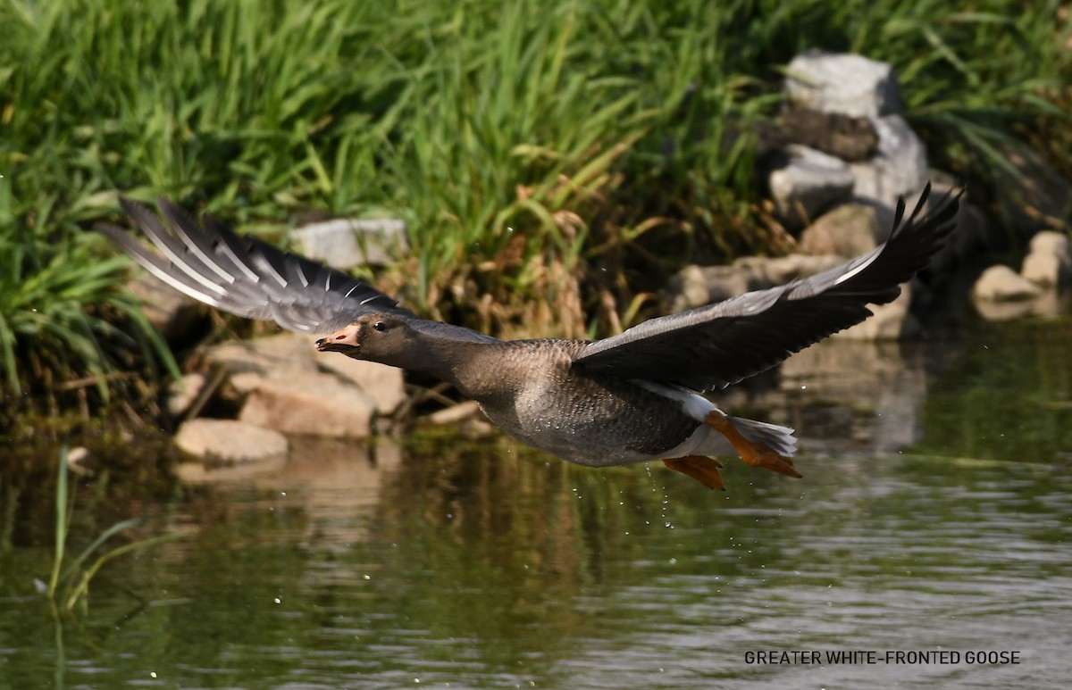 Greater White-fronted Goose - ML609511159