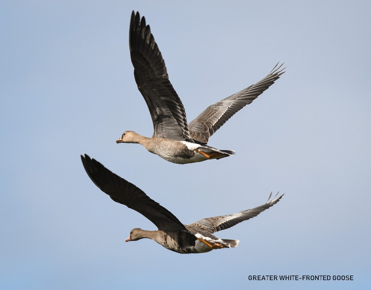 Greater White-fronted Goose - ML609511160