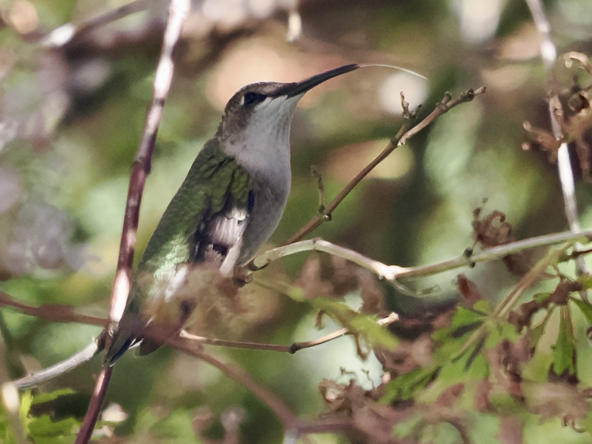 Ruby-throated Hummingbird - ML609511230