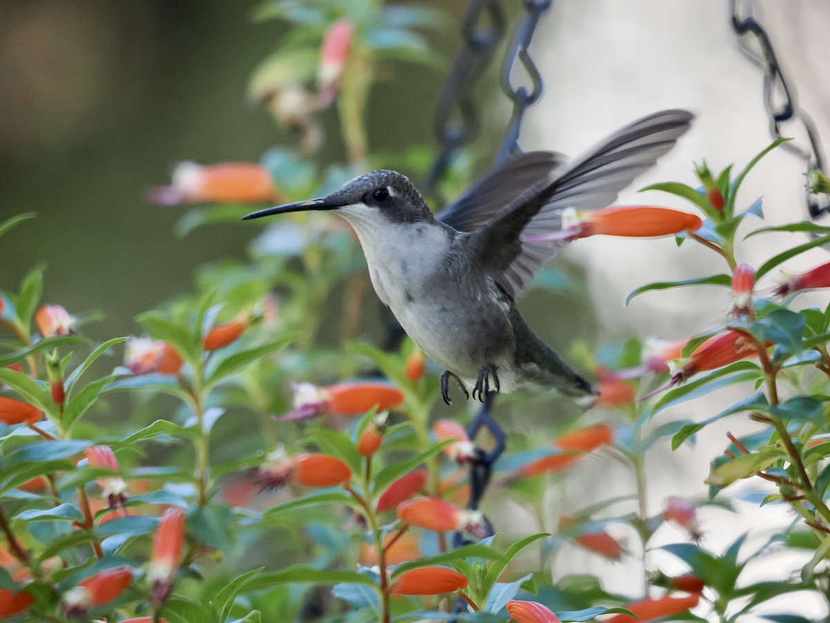 Ruby-throated Hummingbird - ML609511233
