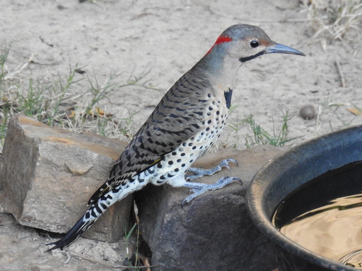 Northern Flicker (Yellow-shafted) - ML609511530