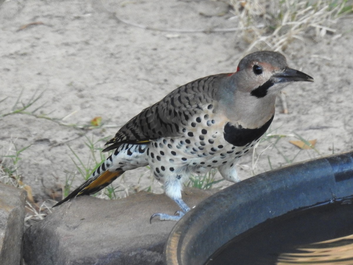 Northern Flicker (Yellow-shafted) - ML609511532