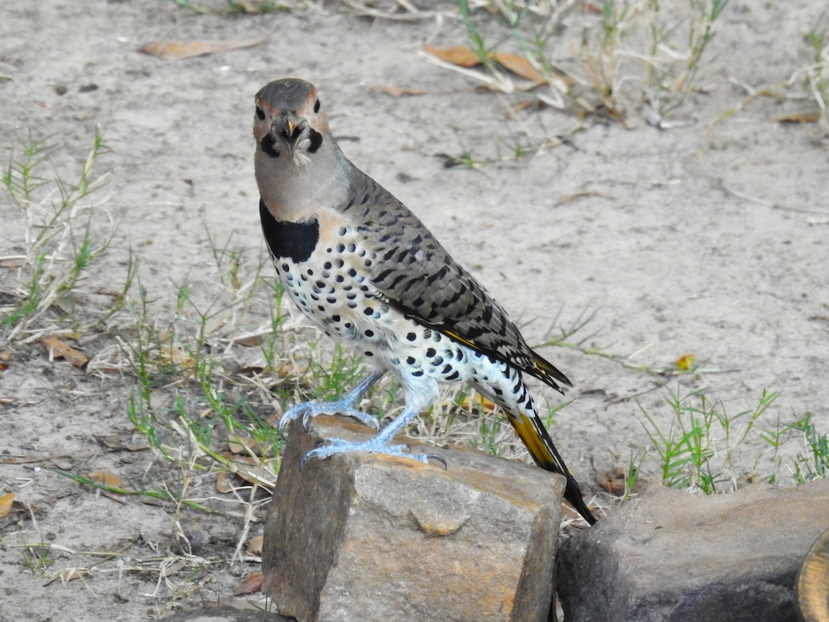 Northern Flicker (Yellow-shafted) - ML609511533