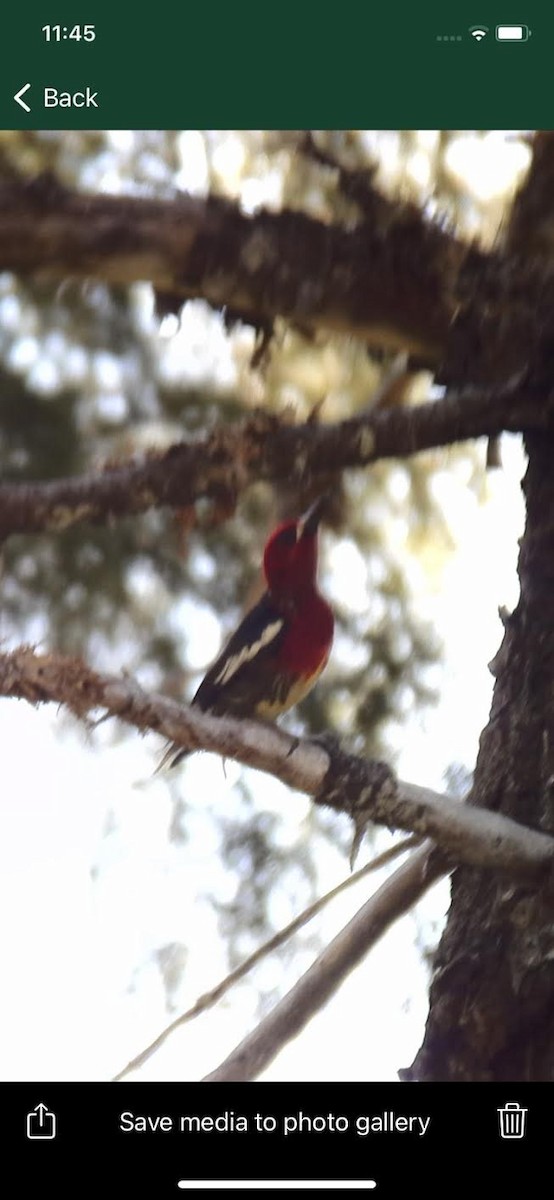 Red-breasted Sapsucker - ML609511855