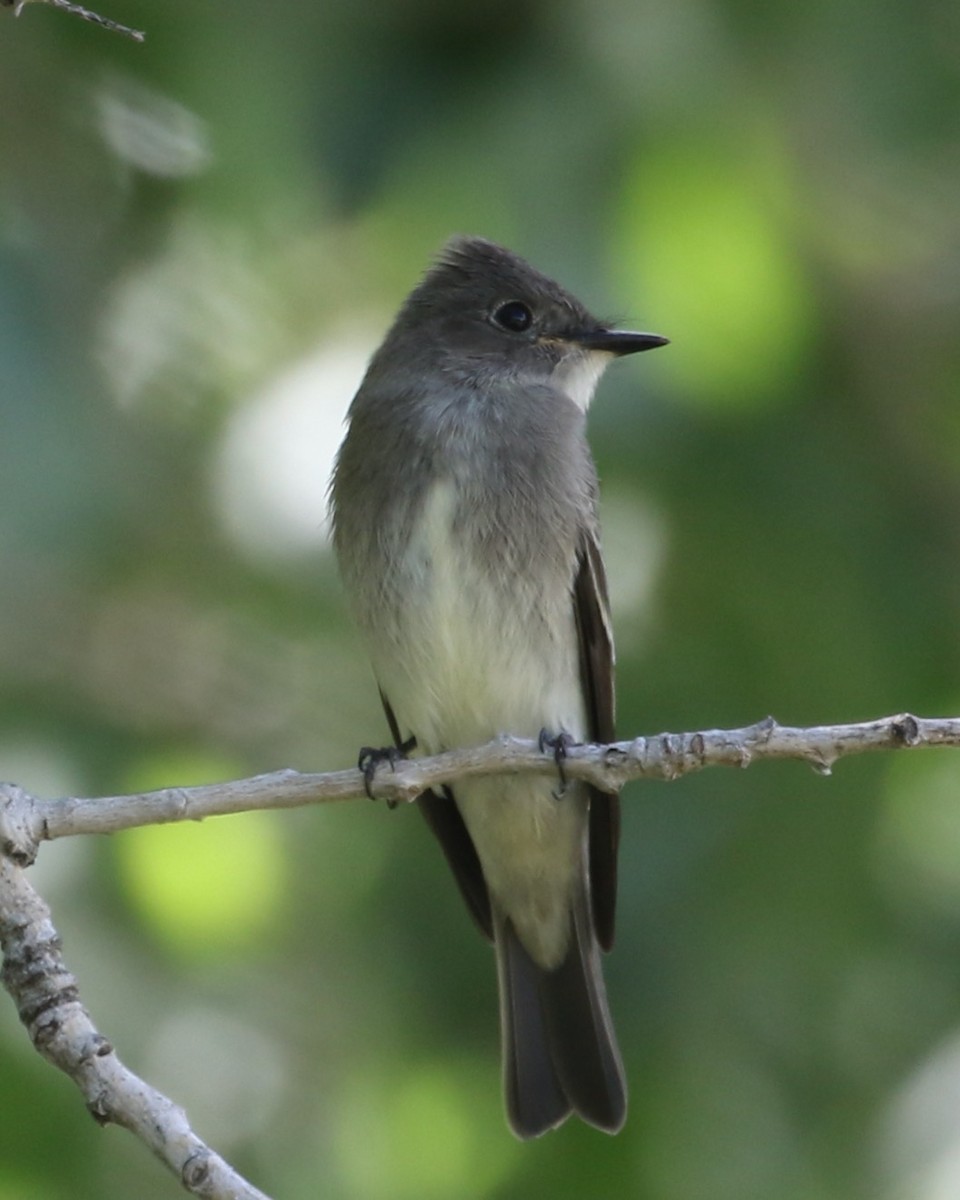 Western Wood-Pewee - ML609512048