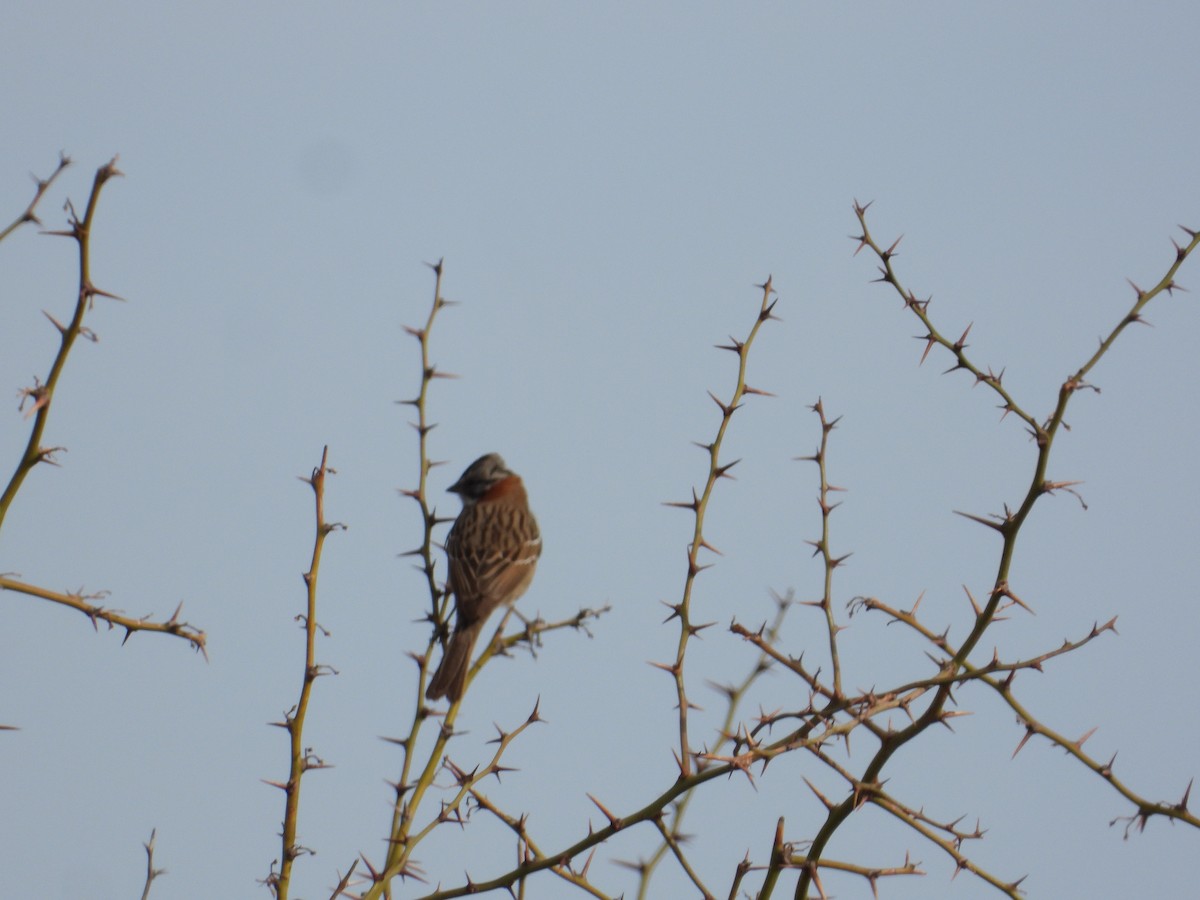 Rufous-collared Sparrow - ML609512767