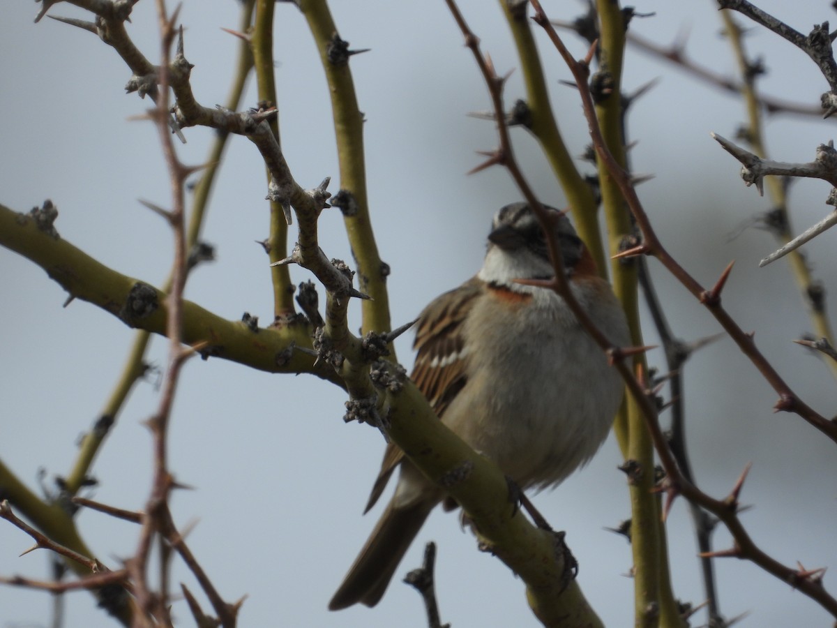 Rufous-collared Sparrow - ML609512768