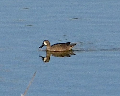 Blue-winged Teal - ML609513306