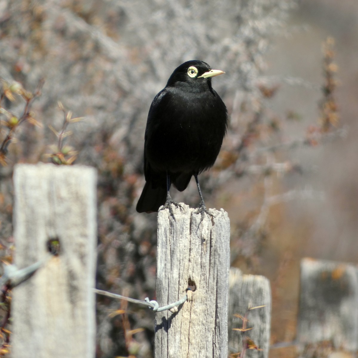 Spectacled Tyrant - ML609513437