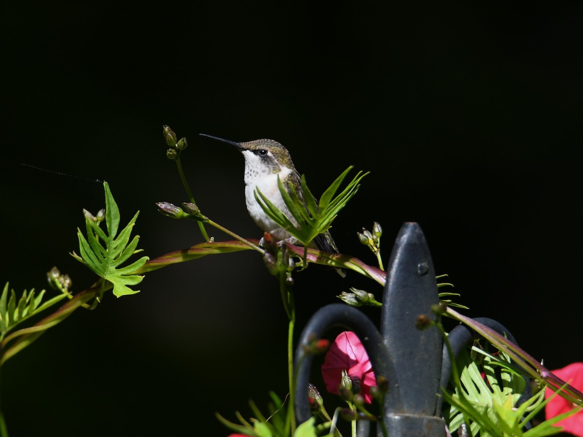 Ruby-throated Hummingbird - ML609513450