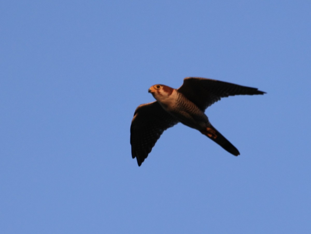 Red-necked Falcon - ML609513611