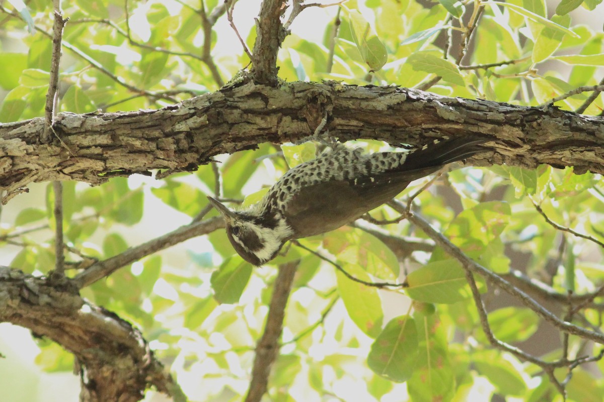 Arizona Woodpecker - ML609513889