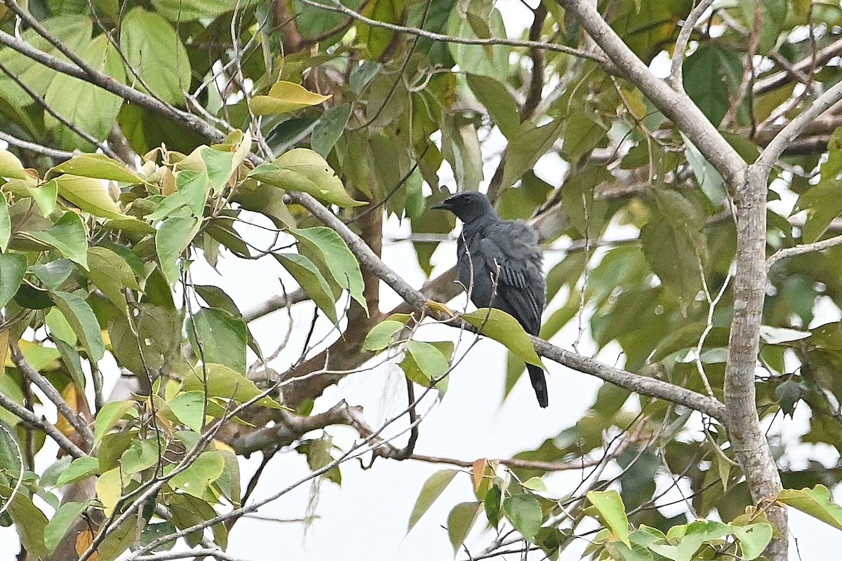 Sulawesi Cicadabird - ML609513920